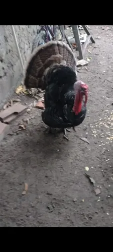 Vendo peru ou troco por galinhas