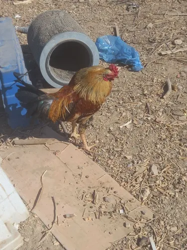 Galinha. Galo. Pintinho, patinho