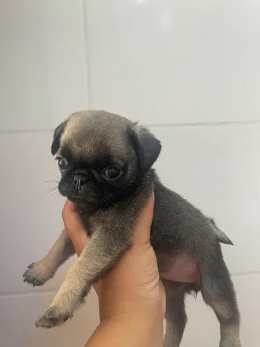 Vende-se filhote de Pug