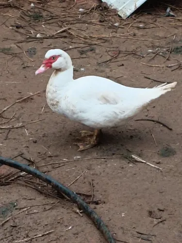 Vendo Patos