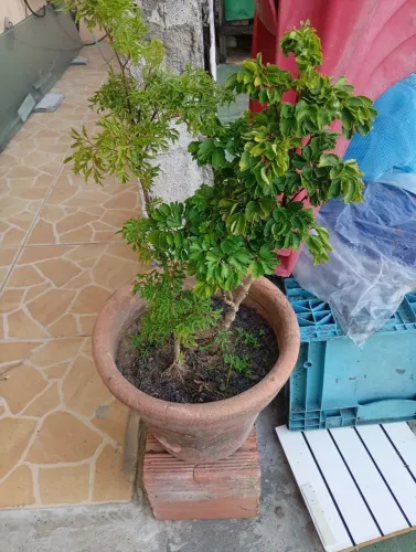 Mudas de plantas