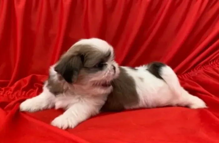 Lindos filhotes de Shih-tzu