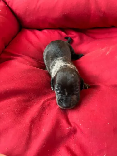Filhotes de dachshund 