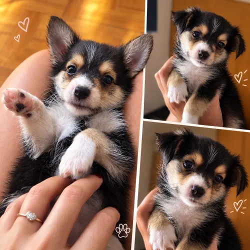 Vendo cachorro mini