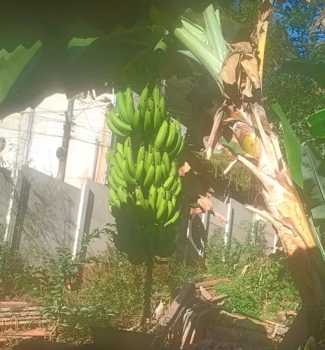 Banana 