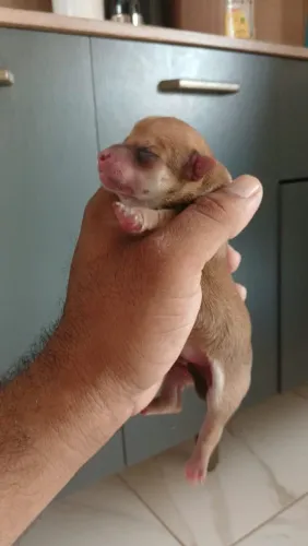 Pincher ×lulu da pomerania