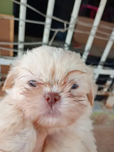 Vendo filhote de shih tzu macho branco 550, reais sem menos