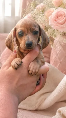 Filhote Teckel Dachshund Muito Fofo