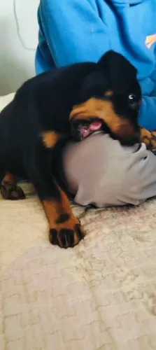 Rottweiler Anápolis fêmea 