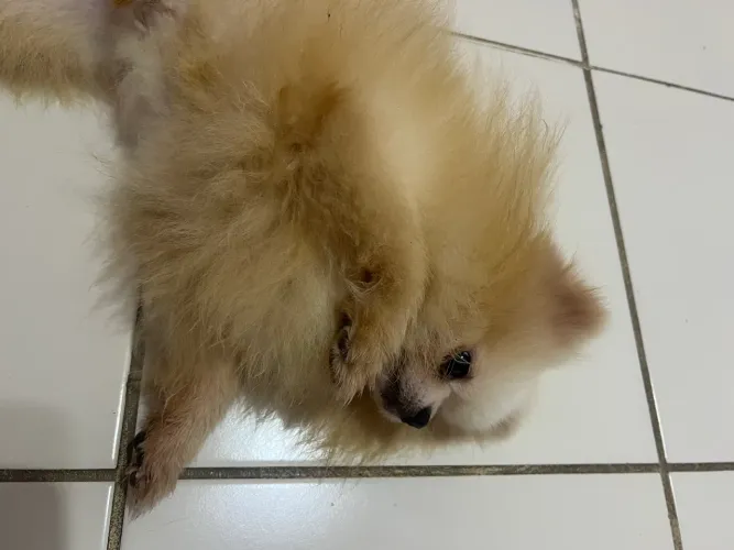 Procura-se uma namorada para o meu cachorrinho! ? Lulu da Pomerânia