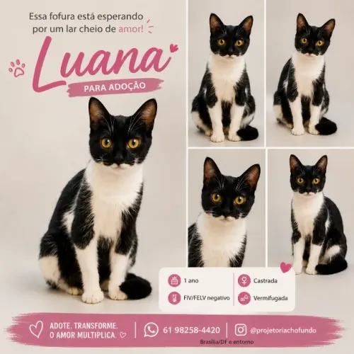 gata pra adoção responsável  (gato)