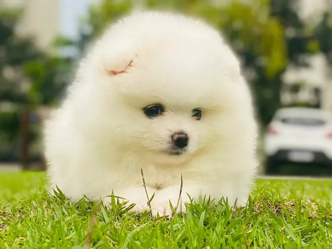 Lulu da Pomerânia fêmea MICRO  padrão ursinho 