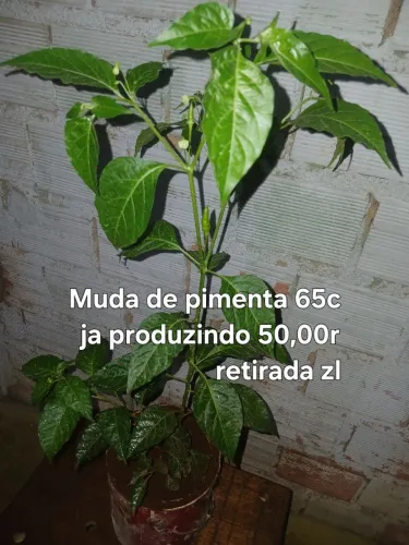 VENDO MUDA DE PIMENTA JA PRODUZINDO 65C 