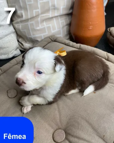 Filhotes Border Collie Fêmea