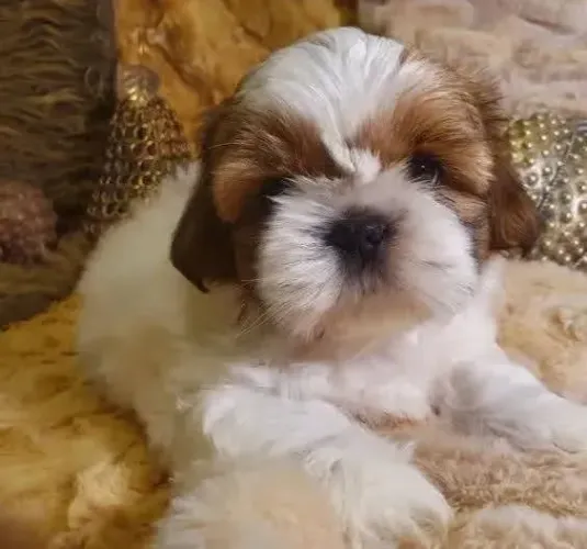 Filhotes de shih tzu amor a primeira vista.