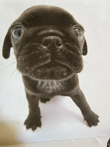 Pug que conquista corações com naturalidade