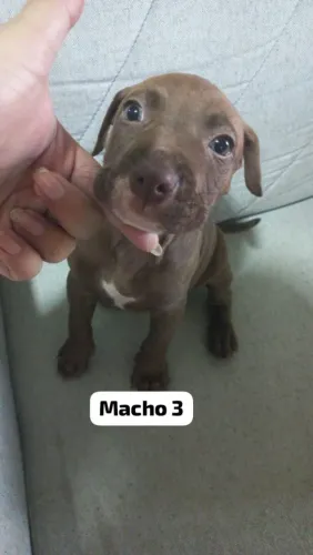 Filhotes de pit bull