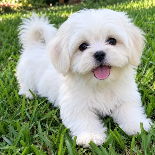 Lhasa APSO