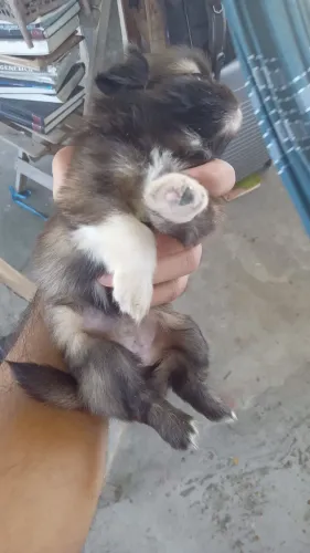 Cachorro shitsu