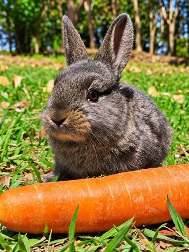 Filhotes de coelhos a venda 
