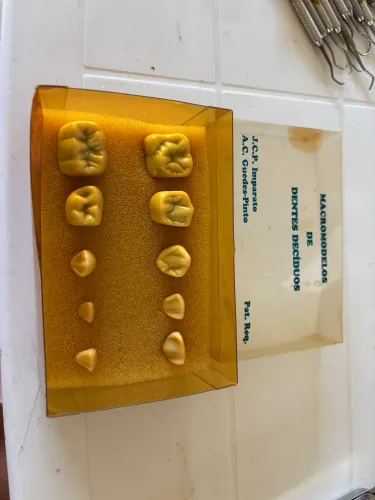 Macromodelo de dentes decíduos 