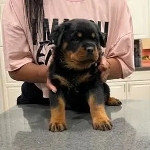 Rottweiler,Rottweiler Filhote Disponível Entrega Facilitada
