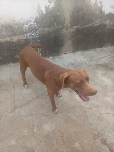 Doação de dois cachorros fêmea e macho