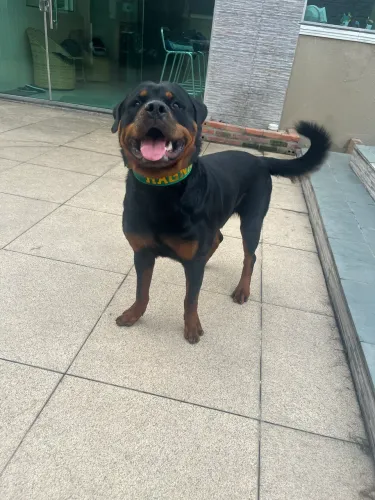 Proucuro namorada pro cachorro rottweiller