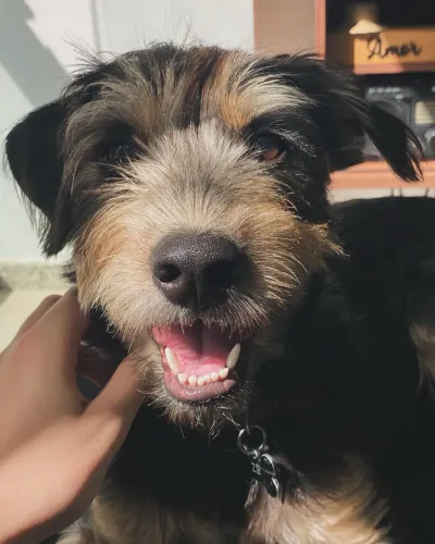CACHORRO PARA ADOÇÃO - Vira-lata (Zé)
