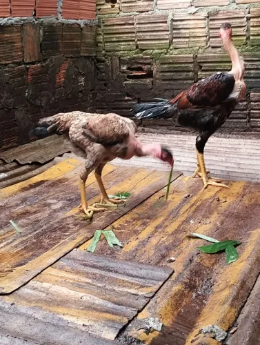 Vendo casal de índio gigante vendo uma poloca