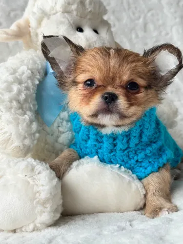 chihuahua com Frio, ahh esse inverno