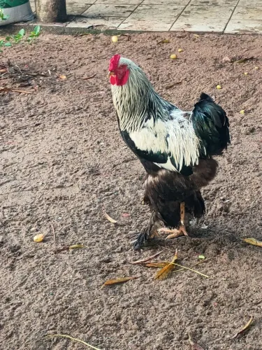 Galo e galinha brhama