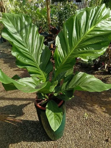 Anturio pleomane