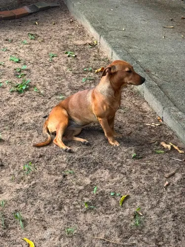Adoça responsável Basset