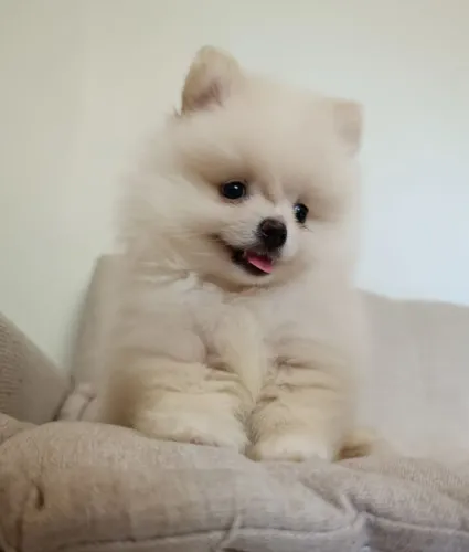 Spitz Alemão