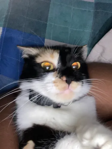 Gato