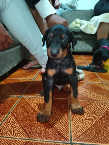 Doberman filhote (macho)