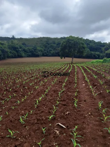 Vendo- Uma Linda Fazenda Cidade Entre Rios Minas - 37 Hectares !!