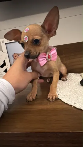 Pinscher zero fêmea 3 meses 