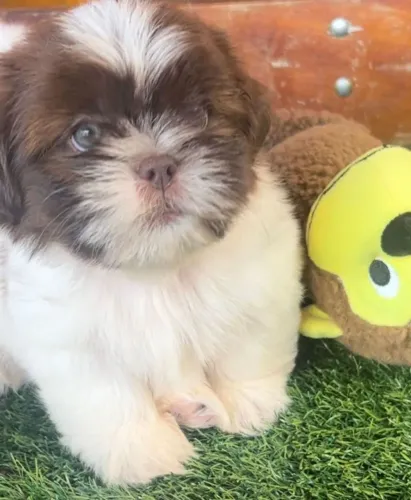 Shih Tzu+Adoráveis 