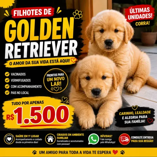 filhotes de golden retriever