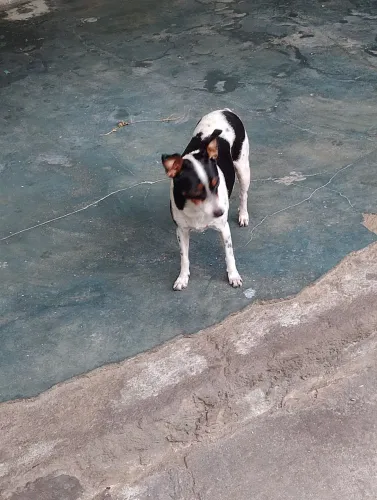 Vende- se Pincher Tricolor N'01