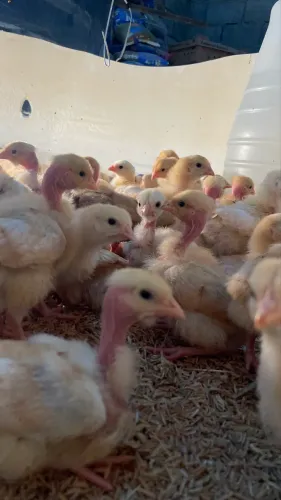 Pintinhos de corte pesadão e pescoço pelado 1 semana 