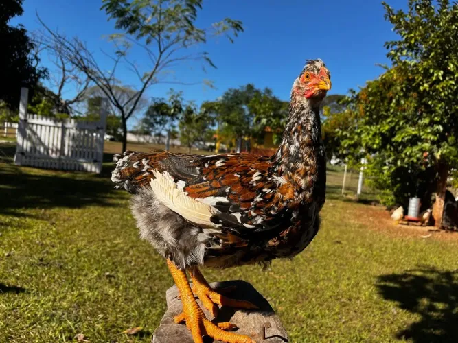 Frango GSB balão