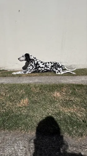 Doa-se Dalmata