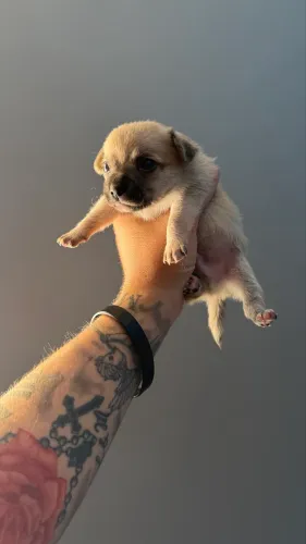 Chihuahua-pelo curto