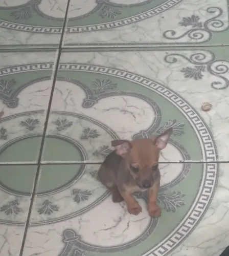 Vendo cachorro pinscher 