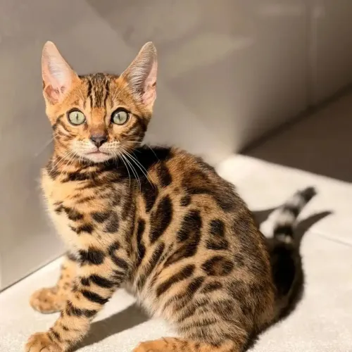 Doação de Bengal
