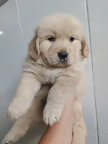 Filhotes de Golden Retriever, com pureza racial em contrato