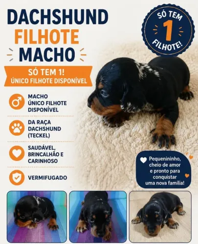 Cachorrinho macho Dachshund, o companheiro que você precisa